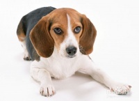 “宠物繁育指南：轻松帮爱犬找到最佳伴侣！”