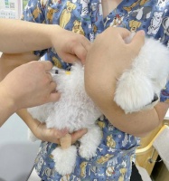 狗狗疫苗保健知识(全面了解狗狗的疫苗接种和保健措施)