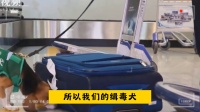 狗狗健康知识全览