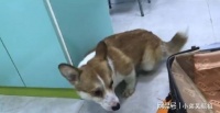 这宠物怎么这么臭？