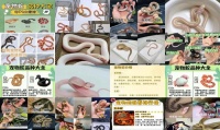 宠物蛇百度百科