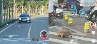 陆龟在武汉过斑马线？九峰动物园：非园区出逃动物