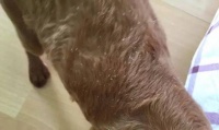 如何预防宠物过敏？（掌握这些技巧，让您的宠物远离过敏问题！）