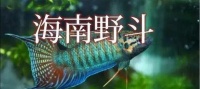室外养鱼的注意事项（打造健康的鱼缸生态环境，让鱼儿欢快成长）