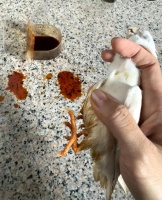 鹦鹉常见疾病主要靠预防