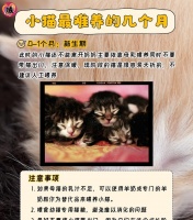 猫咪与母猫的亲子关系（探索猫咪与母猫之间的互动和行为习惯）
