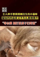 猫咪初生的关怀指南（照顾新生猫咪需要注意的事项及方法）