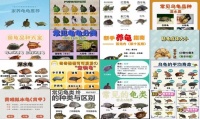 宠物龟的种类介绍视频