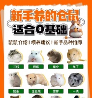 怎么才能买到好的仓鼠？挑选技巧有哪些？