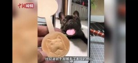 河北“90后”皮雕匠:“复刻”去世宠物,用冷门的手艺,做有温度的雕刻