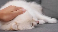 心理疗愈小锦囊丨该怎么告别你，我的宠物宝贝？