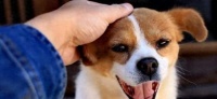 以冠毛犬营养均衡的狗粮推荐（为宠物犬提供均衡营养，以精致饮食呵护爱宠）