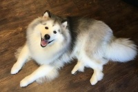 为成年阿拉斯加犬打造营养均衡饮食