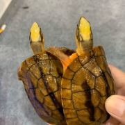 龟龟日常生活生活环境...