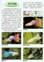 100种常见鱼类图片名称