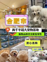 合肥哪里卖宠物猫狗的选择性多?这里专业安全可亲自挑选宠物