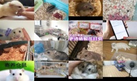 仓鼠宠物寄养一般怎么收费
