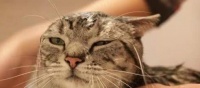 猫咪的美食有哪些？喵星人的味蕾盛宴都有哪些美味？