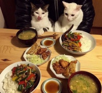 将猫咪食材融入佳肴，如何烹饪出美味佳肴？