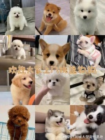 铜川哪有卖柯基犬的宠物基地，铜川宠物基地选购柯基犬更放心！