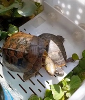 乌龟可以养在哪里