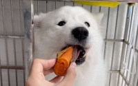 这6种食物，狗狗看见就“疯”了！铲屎官必看！