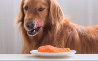 在狗狗眼里，这6种食物堪称“人间美味”，你喂过几种？