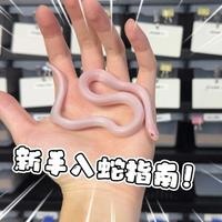 新手入坑宠物蛇指南！快来看看你适合什么小蛇 #玉米蛇 #爬宠