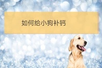 金毛:狗补钙吃什么最好