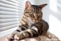 宠物猫缺少钙磷缺怎么办？