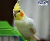 常见的宠物鹦鹉有哪些,常见宠物鹦鹉品种大盘点