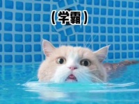 狗狗接力人类萌宠运动会