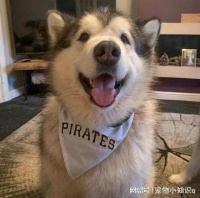 2025 年度推荐！低敏配方狗粮，助力浓密毛发