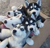 十大最受欢迎犬种盘点，哪一种最适合你家宠？