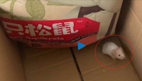 三只松鼠快递箱中出现仓鼠 微博回应“抖机灵”被质疑“事件转营销”