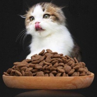 养猫人必看！10大猫粮品牌深度测评：不贵又好吃
