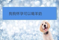 宁夏宠物美容培训狗:狗怀孕了吃什么好