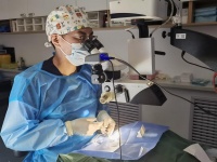 瑞派宠物医生：穿越宠物眼科“手术禁区”，争分夺秒镌刻生命印记