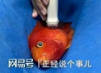 广州女生花470元带1条鱼去医院看病！是鱼有病，还是人有病？