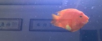 水霉病用什么药