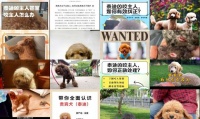 贵宾犬老是乱咬东西怎么解决