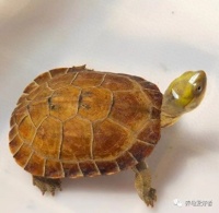 十种越长大越漂亮的龟，可玩性一下就上来了，就是不够亲民怎么办