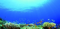 中国水族馆市场及未来趋势分析
