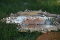 仓鼠没有浴沙怎么洗澡？教你简单几招轻松解决