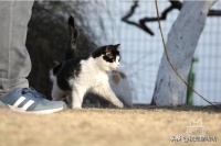 怎样才能领养到一只猫？