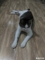 领养小猫需要什么手续吗？