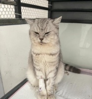 猫咪得猫瘟引起白细胞增高——如何预防和治疗（了解猫瘟的症状和传播途径）