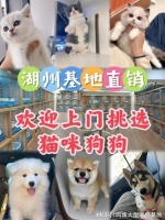 湖州宠物猫狗哪里买靠谱?这里安全可靠还能实地选宠物不虚此行