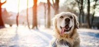 狗狗冬季保健攻略（温暖过冬，宠物更舒适）