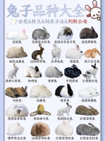 兔子的45种品种名称大全,兔子的45种品种名称大全图片